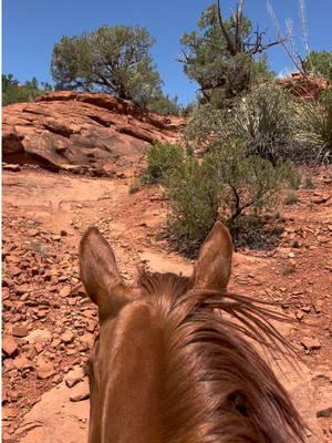 Heading out today to find some Thelma Camo (red rocks)! Hopefully this time it’ll be a little less windy though 🤞 #redrocks #arizona #redmare #hearthorse #bridleless #sedona #reddeadredemption2 #horses #horseriding #equineasmr #greengoldandblues