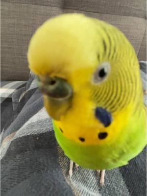 Parakeets For Beginners  #budgie #parakeet #budgielife #parrotmama #parrotsoftiktok #petbird #parakeetbird #birdtiktok #birdsounds #birddancing #parrotmama