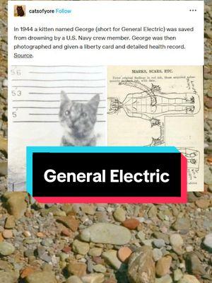 In 1944 a kitten named George (short for General Electric) was saved from drowning by a U.S. Navy crew member. George was then photographed and given a liberty card and detailed health record. #qna #funny #tumblr #storytime #cat 