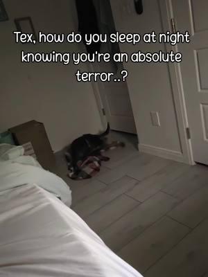 *sighs... #dogsoftiktok #doglife #blueheeler #blueheelersoftiktok #australiancattledog #blueheeler #texasdogs #dogs #dogtok #likeababy #trending #fyp #foryoupage #fypシ #fypシ゚viral #texas 