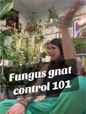 Fungus gnat control 101  #fungusgnats #houseplants #PlantTok #plantcare #plants #gnats #fruitflies #indoorplants #plantproblems #flyinginsecttrap #plantparent #plantcollection #planttips #houseplants101 