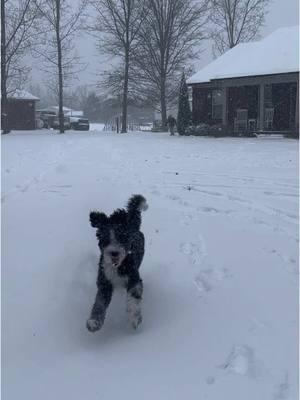 We call him the Snowdoodle #doodlesoftiktok #sheepadoodle #dadmoves #widower #chapter2 #snowday #CapCut