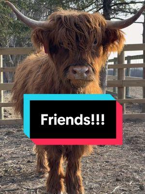 Meg is back out with all of her friends!!!  #fluffyfeatherfarm #meg #fluffycow #friends #happycow #highlandcow #sickcow #allbetter #farm #sunny Website: https://fluffyfeatherfarm.com Merchandise: https://fluffyfeatherfarm.square.site