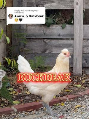 Replying to @Sarah Langley BUCKBEAK 🐓🕵🏼  #chicken #chickenkeeping #chickenlady #backyardchickens #animal 