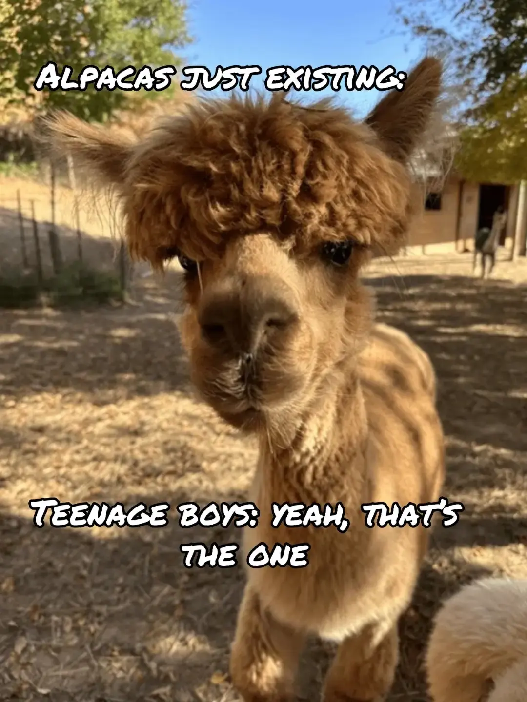 I guess this is the new mullet? I don’t get it, but okay boys, you do you. 😂😂🦙🦙#boyshair #dadlife #alpaca #genalpha #millennialsoftiktok 