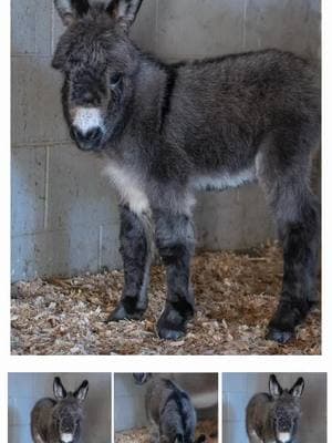 Welcome 1 day old baby Sicilian donkey Wisdom with his momma Patrin. My friends at @Gypsy Gold HorseFarm name all the donkeys born on their farm after human virtues, and this name suits this wise little boy very well. He is ridiculously adorable and I could’ve stayed with him all night or taken him with me. 😂🤣 ##babyanimals##cutebabyanimals##fyp##babydonkey##donkeysoftiktok##cuteanimals##babyanimals##babyannouncement##newbaby