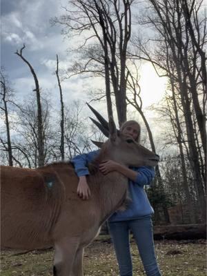 Have you ever seen a cuddly Eland? #cuddles #eland #mywildlife #antelope #sweet #sweetboy #farm #workhorsefarm 