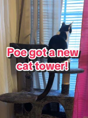 Replying to @UntoldAssasinᵀᵛ I figured he would love it! If only I could figure out what the constant meowing means! #cattree #cattower #catperch #cataccessories #catsoftiktok #tuxedocats #spotlightfinds #tiktokshopjumpstart #newyearnewaura #cattreetower 