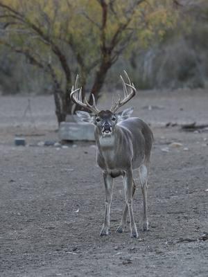 South Texas rut baby you cant beat it! #southtexas #raxmaxdeerfeed #brushcountry #fypp #wildlifephotography #wildlifeaddicts #lowfence #Outdoors #deercamp #viral #rut #godscountry 