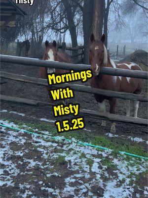 #morningswithmisty #oldmare #hearthorse #mysolace #lifewithhorses #horsemomlife #funkranch #seniorhorselife #shesstillhere #paintpony #aqha #apha #pnwlife #fyp 