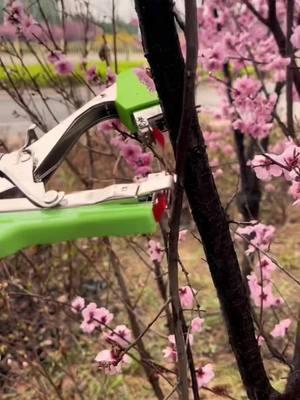 🌱⏱Say goodbye to manual plant strapping! With this plant strapping machine, you can finish what would normally take 2 hours in just 10 minutes 🌿✨. Works on a variety of plants and makes your gardening tasks so much easier and faster! 🌻💨 #GardeningTools #PlantCare #GardeningHacks #TimeSaver #PlantLovers #EasyGardening #DIYGarden #GrowYourOwn #EfficiencyBoost #GardeningMadeEasy #GardenGoals #PlantStrapping#TikTokShopLastChance#TikTokShopNewYearNewAura#spotlightfinds 