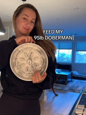 @We Feed Raw (ARESYORK) @Native Pet (ARESYORK20) @Open Farm Pet (ARESYORK) #doberman #dogfood #rawfood #wefeedrawpartner #nativepartner #openfarmpartner #dobermans_of_tiktok #doghealthyfood #asmrsounds #asmrvideo #asmrdogvideos #asmrdogeating #asmreating 