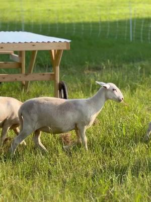 Homesteading won’t make you happy #homestead #homesteading #garden #gardening #gardeninspiration #smallscalefarming #farmstead