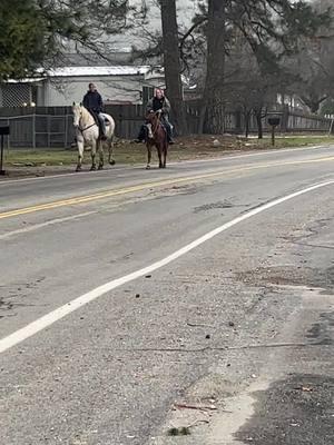 #horsesoftiktok #commuter #traffic #rurallifestyle #californiaadventure #mountainlife #horses