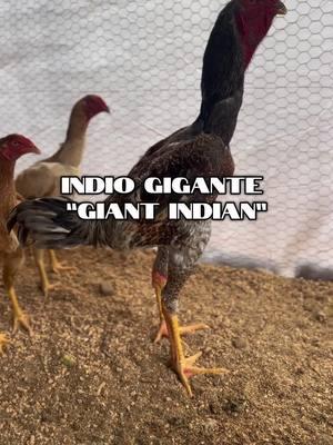 #indiogigante #giantindian #giant #giantchicken #kale #supplement #brazlian #chicktok #chickensoftiktok #rarebreed 