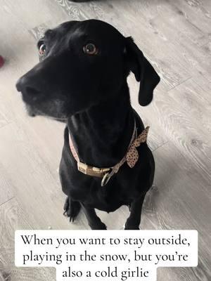 Whittle teef chatter #dog #dogsoftiktok #labsoftiktok #labradorretriever #labrador #babydog