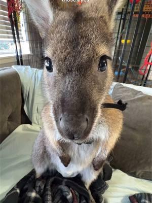 Definition of a chill guy #fyp #foryou #sanctuary #babywallaby #wallaby 