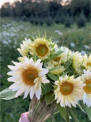 Have you ever seen a white sunflower? These petite Procut White Light sunflowers are one of our favorite sunflower varieties to grow 🤍 #sunflowers #sunflowerfield #flowerfarm #flowerfarmer #farmlife #flowerinspo #weddingflowers 