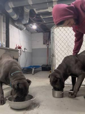 Just my crazy girls excited for some warm milk and bagels tripping 😂❤️ #upstatecanecorso #katana #eeyore #fly #wings #stillborn #canecorso #rustic #guardiansofthegalaxy #homestead 