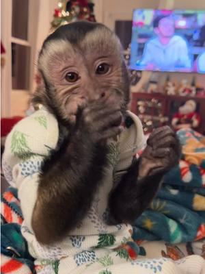 He found a little piece of rolo wrapper & is just a rubbing it in his hands! 🤣 #oliverlincoln #sillyboy #capuchin #monkey #monkeysoftiktok 