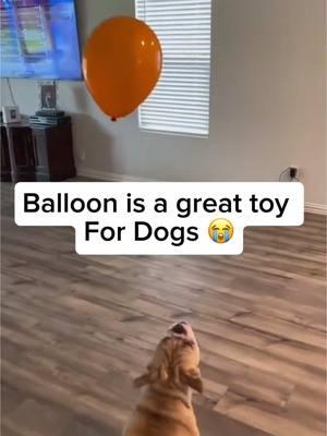 This is hilarious 😂  . #dogsofinstagram #dogfails #doglover 