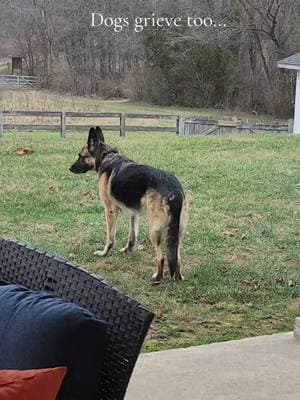 He misses his mother... who passed away before Christmas  #january #germanshepherd #grief #griefandloss #missingyou #grievingjourney #sadness #k9softiktok 