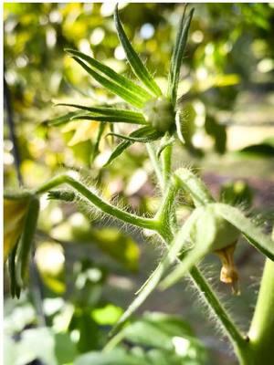 Replying to @catastrophickaty Tomato season is just around the corner here in Florida! 🍅✨ In my zone, January is the perfect time to start slicer tomato seeds—but with our high frost potential, it’s best to start them indoors. 🌱 If you’re gardening in Florida, determinates are a great choice for our short tomato season—they’re quick to fruit and perfect for squeezing in before the heat hits. Ready to grow your best tomatoes this year? Let’s get planting! #TomatoSeason #FloridaGardening #UrbanHomestead #GrowYourOwnFood #TomatoTips #Zone9b #BackyardGardening #SustainableLiving #GardeningLife #heirloomtomatoes #seedstarting 