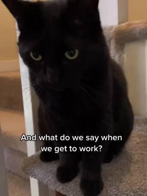 #onthisday #relatable #cats #cattok #catsoftiktok #blackcats #raynesworld🌎 