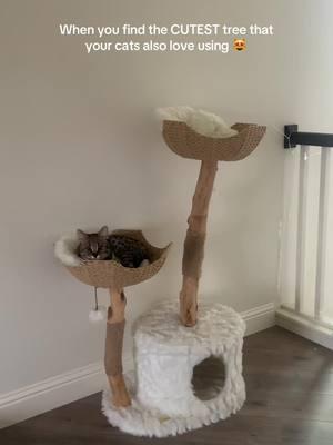 Obsessed with my @Mau tree! #cattree #cats #catsoftiktok #savannah #f1savannah #foryou #fyp 