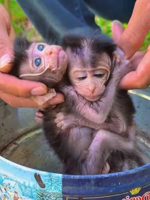 Rescue the poor baby monkey #monkey #monkeys #poormonkey #babymonkey #animals #monkeysoftiktok #pet #forest #usa #cutemonkey #monkeylover #monkeyvideo #wildanimals #cute #rescue #🐒 #wildlife #viral 