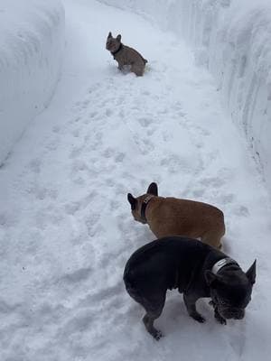 #frenchietopia #petlovers #frenchiesoftiktok #doglover #dogmom #pets #puppies #puppytiktok #petlife #frenchies #frenchbulldogs #doglovers #dogs #doglove #pet #doglife #frenchbulldog #petlover #dogsoftiktok #puppy #snow