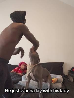 It’s his bed now 🐶😂🤣#share #dogsofttiktok #doglover #defender #dogmom #dogdad #reaction #reactionvideo #digtraining #pitbulls #wow #fyp #fypシ #fypシ゚viral #fypage #fy 