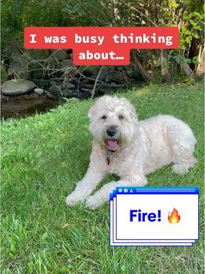 A Word About FIRE 🔥 🐶 #wheatenterrier #dogsoftiktok #comedy #freecomedy 