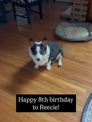 Our favorite moody boy is 8 today! HBD, Reecie!  #birthdaydog #birthdaycorgi #ughbirthdays #moodycorgi 