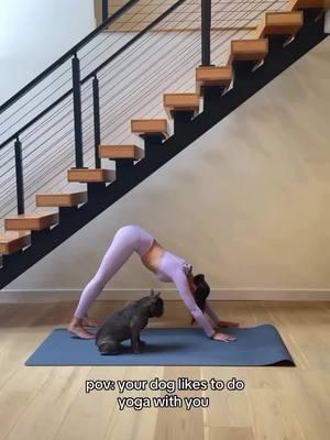 The best workout partner🫶 Credit: @Winston🐾  . . . . . . . . . #frenchies #frenchbulldog #frenchiesoftiktok #frenchiepuppylove❤️🐾 #frenchiebabyy🥰 #frenchiebulldoglovers❤ #frenchiepuppy❤️ #frenchiepuppylove❤️ #frenchiepuppy #dogsoftiktok #frenchbulldogs #frenchiebulldoglovers #animalsoftiktok #frenchiebulldoglovers 