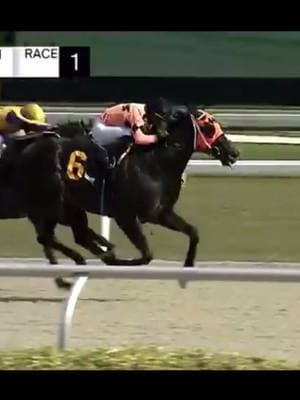 TAPWRIT’s son Tapping Out A Tume closes for the win at Gulfstream Park today. Congrats to all the connections #horse #horsesoftiktok #horseracing #horsetok #thoroughbredsoftiktok #equestrian #horses #stallionsoftiktok #thoroughbred #stallion #stallions #belmontstakes #foalsoftiktok ##indiana @Campbell🍉 