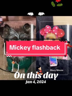 #onthisday #mickeymouse #dog #lunashowsall #nsapoo77 #dogs #pets #supportforsupport #redheartsclub #tbgfamilystrong @Max12❤️❤️❤️❤️ 