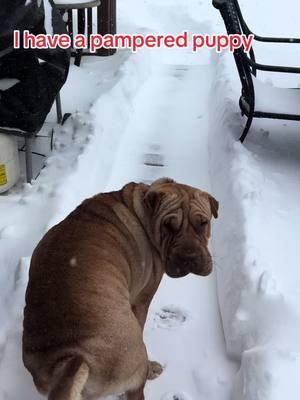 I think I have a pampered puppy first time she seen the snow. #2toos #kansas #blizzard #blizzarrd2025 #snow #mhk #snow #buildingcommunity #fypシ  #rublesthewalrusdog 