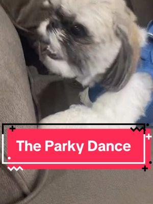 #shihtzu #shihtzusoftiktok #shihtzus #shihtzulovers #foryoupage #foryou #foryou 