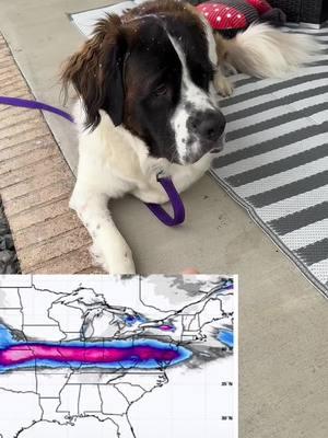 #meteorologist #nana #snowstorm #2025 #kentucky #weather #updates #bread #milk #snowpocalypse #dog #doggie #saint #saintbernard #saintbernardpuppy #saintbernardsoftiktok #dogmom #forlaughs #giggles @Chelly 📖 @Janson Hoskins @Dunkin' 