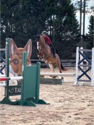 I felt really good today with pace + this was our first time partially cantering a course, leads will come later :) super excited to keep working on him and myself!! #fyp #horsesoftiktok #horsegirl #equestrian #dutchharnesshorse #painthorse #fypシ #horsejumping 