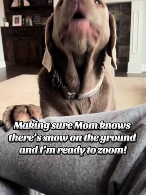 Snow zoomies for the win! #fyp #dogsoftiktok #silverlabsoftiktok #silverlabsquad #winterstormblair #silverlabs #foryou #follow 