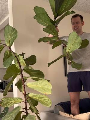 Chopping my fiddle leaf fig to propagate it! #rareplants #fiddleleaffig #houseplantcare #plantpropagation #plantcare 