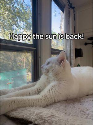 Literally smiling because the sun is finally out! #sunshine #sun #calmafterthestorm #cat #cattok #catsmile #catfluencer 