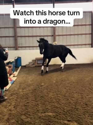 His squeal at the end! 😂 #fyp #horse #horsetok #ottb #thoroughbred #equestrian #funny #funnyanimals 