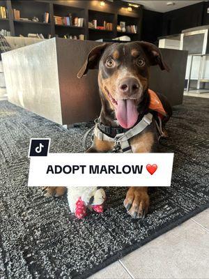 Marlow is available at @Arizona Humane Society Papago Park Campus! 🫶🏼❤️ #adopt #adoptdontshop #shelterdog #adoptabledogs #phoenix #arizona #arizonahumanesociety #dogs #fyp 