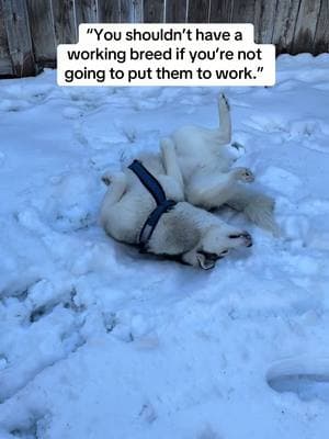 Does this count? #siberianhusky #dogsledding #huskylife #bendoregon 