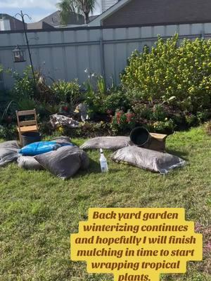 Cold weather arrives tonight. It will be 31 tomorrow night and that’s enough to kill a lot of plants. I’m sore but this all must happen today. Wish me luck! #garden #gardening #mulch #mulching #articblast #winter #neworleans #plants #freezingweather #gardening101 #plantsoftiktok 