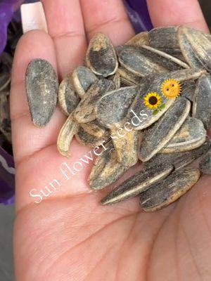 SEMILLAS DE GIRASOL🌻🌞.          #flower #sun #seeds #semilla #sports #paratiiiiiiiiiiiiiiiiiiiiiiiiiiiiiii #snack 