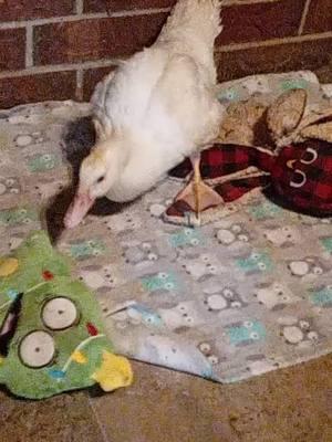 when you have a duck surrendered that thinks he is a dog; Dognold Duck 🦆 #animalsanctuary #animalrescue #texas #texasnonprofit #donaldduck #ownersurrender #dogduck #sanctuarylife 